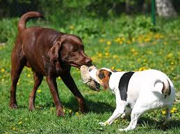 Check spelling or type a new query. Home Brookline Labrador Retriever Rescue Brookline Labrador Retriever Rescue