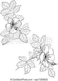 Experiment with deviantart's own digital drawing tools. Dog Rose Flowers Pen Drawing On White Background Canstock
