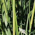 Image result for Cenchrus caudatus