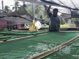 Ikan keli antara masakan popular di negeri sembilan iaitu salai masak lemak cili api goreng berlado dan banyak lagi. Oku Ada Diploma Jadi Penternak Ikan Keli Berjaya
