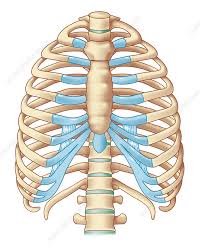 It encloses the thoracic cavity, which contains the lungs. Rib Cage Artwork Stock Image C010 7087 Science Photo Library