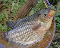 Cara Budidaya Ikan Gurame Lengkap Baca Disini