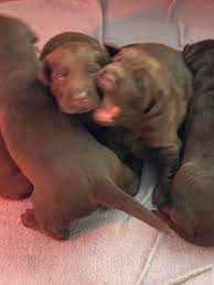 Maybe you would like to learn more about one of these? Labrador Retriever Puppies For Sale Locust Nc 315261