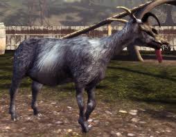 Aug 05, 2017 · about press copyright contact us creators advertise developers terms privacy policy & safety how youtube works test new features press copyright contact us creators. Goat Queen Official Goat Simulator Wiki