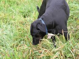 Does my dog benefit from eating grass? Why Does My Dog Eat Grass