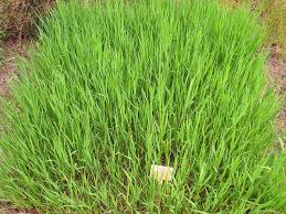 Image result for Bromus  inermis