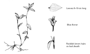 Image result for Commelina benghalensis