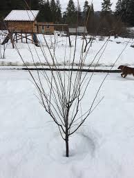 Image result for pruning plum trees