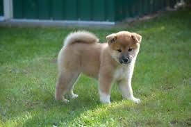See below for recommended wallets. Shiba Inu Welpen In Niedersachsen Ebay Kleinanzeigen
