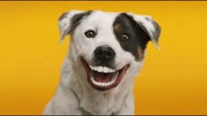 Sonriendo perros en GIFs - 30 imágenes animadas de lindas sonrisas |  USAGIF.com