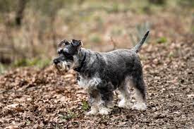 Life Span Of Miniature Schnauzers Cuteness