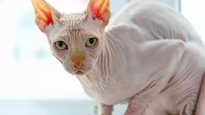 Warning issued over XL Bully cats: Pet owners urged to avoid buying feline  version of banned dog breed | Daily Mail Online