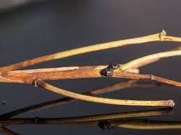 Soll ich die abschneiden, damit neue triebe im frühjahr austreiben können oder die blütenansätze belassen? Den Oleander Schneiden Expertentipps Fur Den Oleanderschnitt