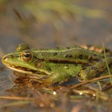 El tiempo que le lleva a un reptil mudar de los ejemplares jóvenes mudan más la piel que los adultos. 16 Animales Que Respiran Por La Piel Lista Y Fotos