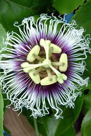 Highlights Self Fertile Will Fruit In A 10 Inch Container Sweet Purple Fruit Beautiful Flower Passiflora Possum Purple I Passion Fruit Plant Plants Passiflora