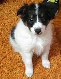 Sheltie Pet Dog Puppies For Sale In Rome Ny A00003 Pet Dogs Puppies Pets Dogs And Puppies