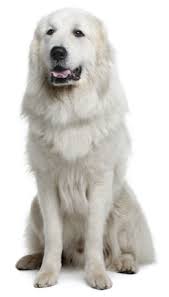 best dog food for a great pyrenees puppies adults seniors