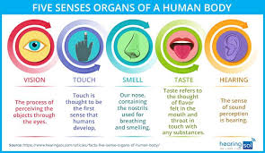 Five Sense Organs Of The Human Body Best Facts Figure Human Body Organs Human Body Body