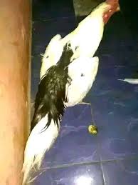 Ayam Tulak Jantan Dewasa Mantap Gagah Istimewa Cocok Buat Koleksi Hewan Peliharaan 537611502