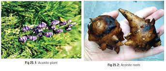 Aconite Cardiotoxic Plant