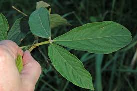 Image result for Flemingia