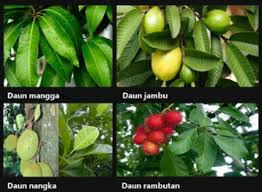 Kumpulan inspirasi gambar model rak bunga dari besi dengan bentuk minimalis dan banyak variasi cocok untuk tanaman anda di rumah. Struktur Dan Macam Macam Bentuk Daun Beserta Gambarnya