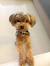 Long Body Yorkie