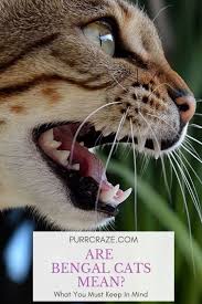 Bengals being 1/2 domestic shed as much as any other short haired cat. Are Bengal Cats Mean What You Must Keep In Mind Purr Craze