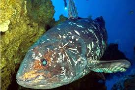 Image result for Coelachne