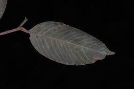 Image result for Parinari excelsa