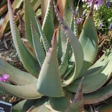 Image result for Aloe aculeata × globuligemma