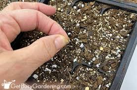 Adjust soil fertility as indicated How To Grow Peppers From Seed Complete Guide Get Busy Gardening
