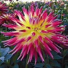 These plants love full sun to partial sun locations. Pin By Tnt Love On How Does Your Garden Grow Love Flowers Planting Flowers Zone 9 Gardening