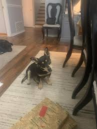 Izzy is helping wrap Christmas presents in her forever home. Last Christmas  she was a street dog. This Christmas she is family to her owners.