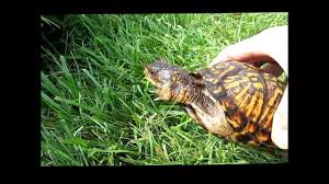 Determining Gender And Age Of Box Turtles