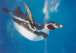 When i first saw that people could hold their breath underwater for up to 15 minutes, i felt inspired to do it myself, despite the risks that i was taking. Pinguins Info Penguin Information About Locomotion And Movement At Penguins