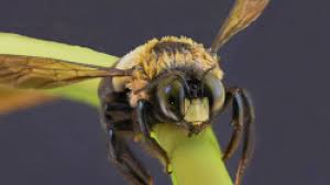 Localized welt or elevation of the skin surface around the sting site. Do Carpenter Bees Sting Breda Pest Management