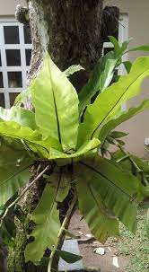 They come in a wide range of colors and are a very hardy garden plant. Visit Candice S Lovely Sri Lanka Garden Finegardening