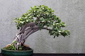 Image result for Ficus natalensis