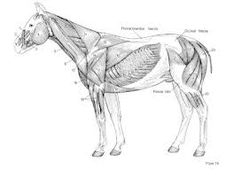 Horse Anatomy Pictures Think Like A Horse Rick Gore