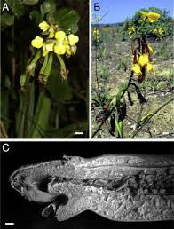 Image result for Eulophia tenella