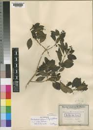 Image result for Volkameria glabra