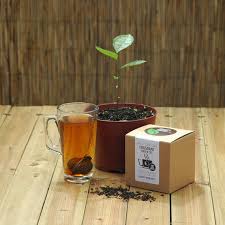 Kit De Planta De Te Verde Camellia Sinensis Este Increible Kit Tiene Todo Lo Que Necesitan Para Crecer Su Propia Plant Green Tea Plant Tea Plant Growing Tea
