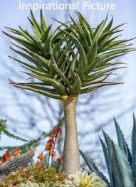 Image result for Aloidendron barberae