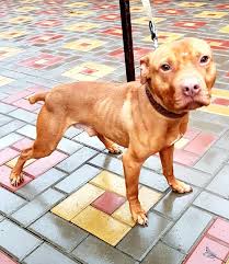 More appealing, while remaining a simple interface that is easy on the eyes for long hours of forum and pedigree surfing. Pedigree Database Power Game Knl S Gera S Red King