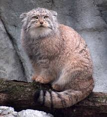 Pin By Jacek On Misz Masz In 2020 Cats Pallas S Cat Rare Cats