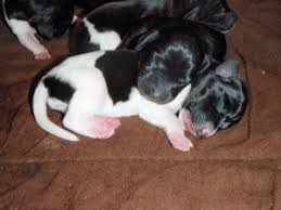 German shorthaired pointer / lab mix mother is full blooded german shorthaired pointer. German Shorthaired Pointer Puppies For Sale