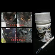Cara memeriksa demam pada kucing. Ubat Kucing Selesema Serta Demam Shopee Malaysia