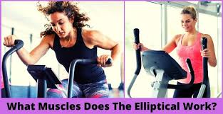 Maybe you would like to learn more about one of these? What Muscles Does The Elliptical Work Doesn T Have To Be Hard