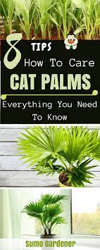 Cat Palms Care Everything You Need To Know Palm Plant Care Container Gardening Vegetables Organic Vegetable Garden